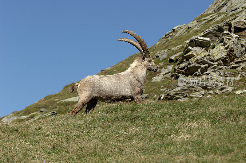 高山野山羊(Capra ibex)